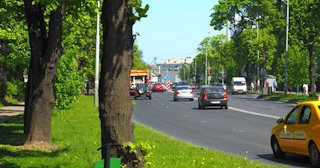 Посадка деревьев и кустарников в Балашихе — стоимость от 1230 руб.